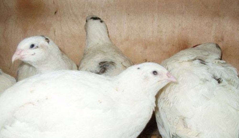 Інкубаційні яйця перепілки Техасець,Фараон,та Фенікс,пишіть, якщо,не д