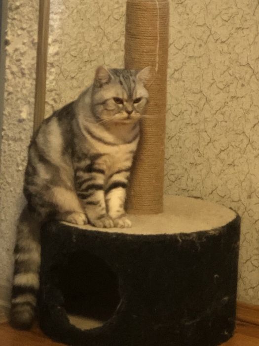 Вязка шотландський  мраморний котик