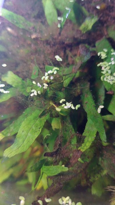 Feto java 1 pé 1.5€