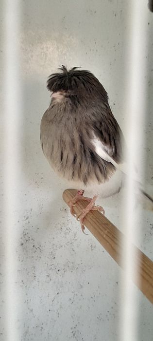 Casais de canario gloster