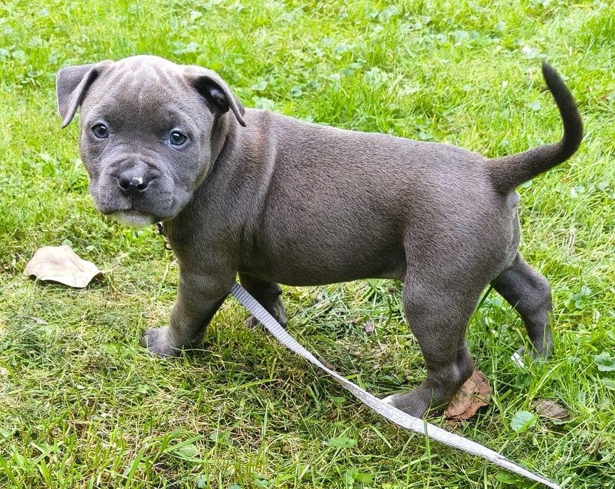 Amstaff Blue - suczka 4 - REZERWACJA