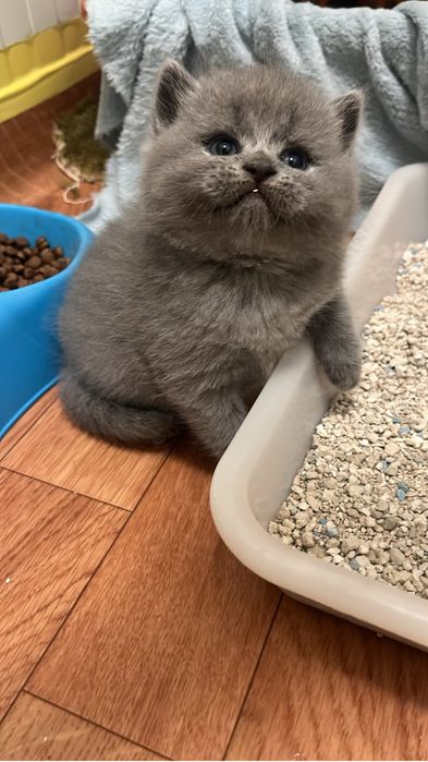 Scottish straight   com alta qualidade de raça