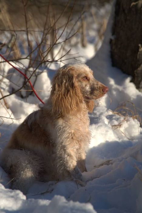 Англієць 8 місяців має Євро паспорт