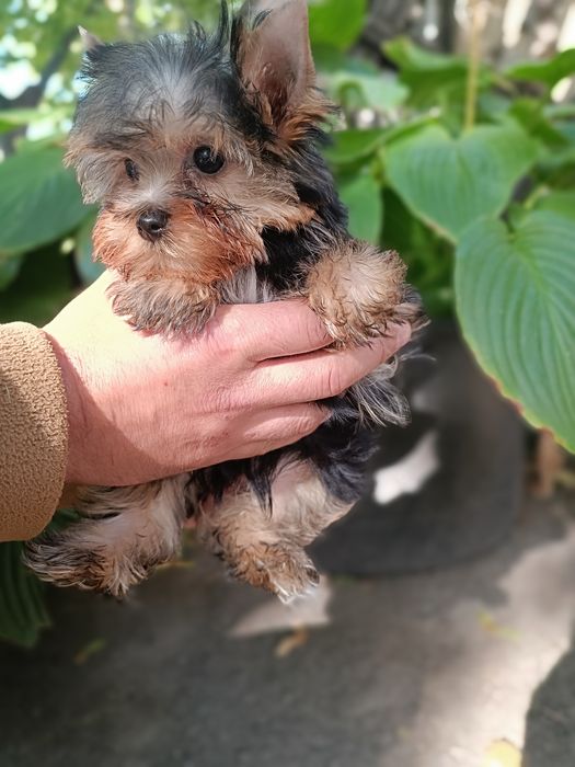 Привитые Родословные Йорки