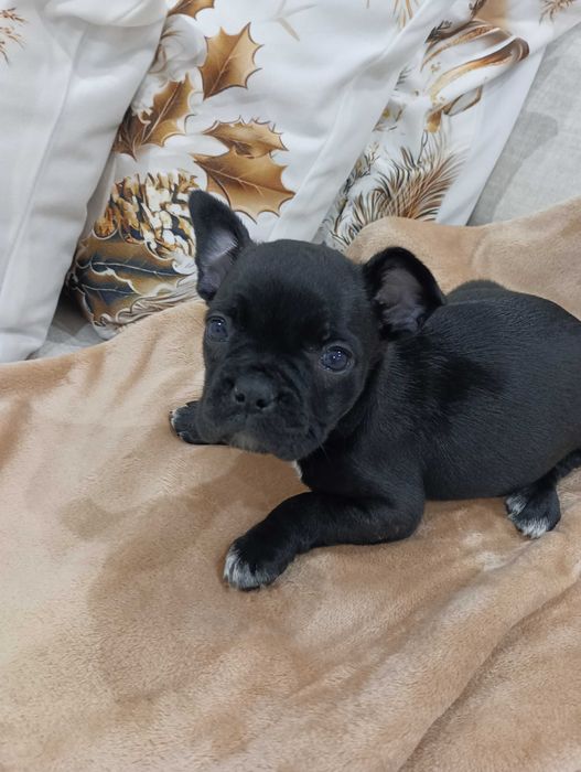 Bulldog francês fêmea