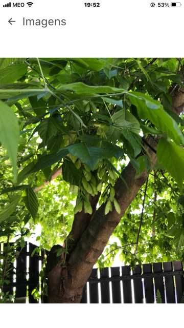 Acer Negundo (a lush, cool-leaved tree)64284539902081121