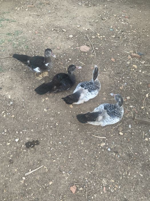 Patos mudos bons para criaçao ou para consumo