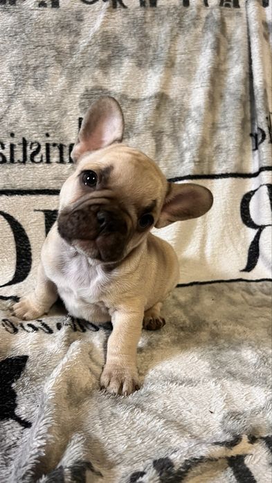 Buldog francuski