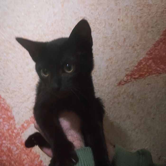 Красиві котики на прилаштування