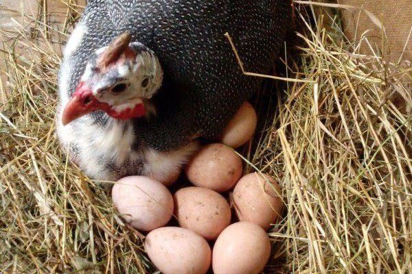 Яйце інкубаційне цесарки
