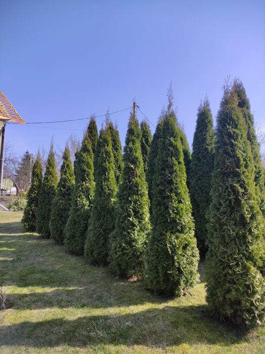 Туї 3м, смарагди 2,6м-3м
