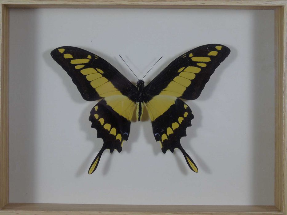 Motyl w ramce 22x17cm . Heraclides thoas cinyras - Peru .