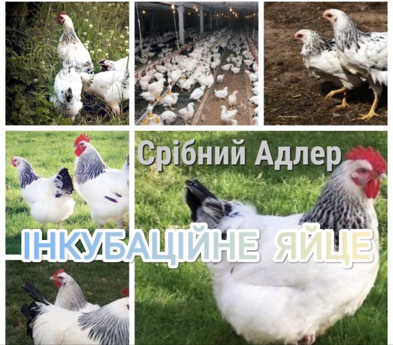 Срібний Адлер інкубаційні яйця