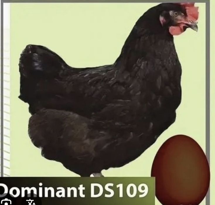 "АСТРА" Продає інкубаційне яйце Домінант,  бройлер,  мясояїчка