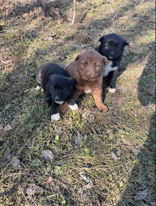 Віддам гарних песиків у добрі руки.