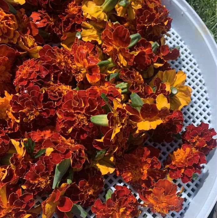 Сушені квіти чорнобривців