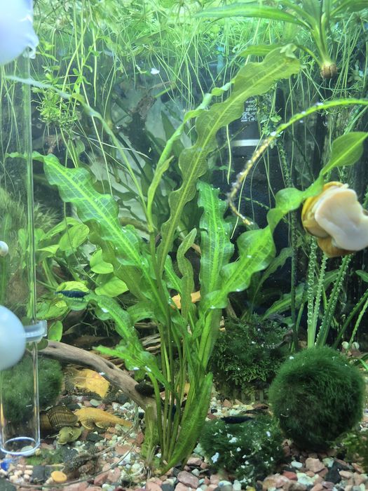 Аквариумные рыбки, гуппи, анциструс, улитки, аквариумные растения