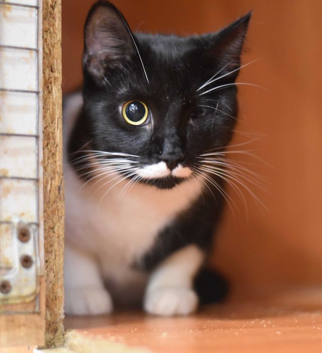 Молодая кошка Лётка ищет дом