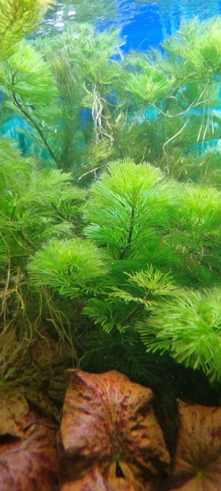 Roślinki do sprzedania lub na wymianę