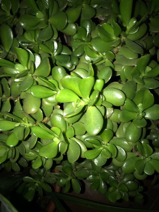 Vende-se rustico-terreno