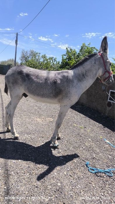 Vendo este burro