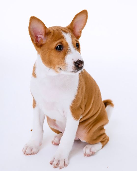 Щенок басенджи девочка 2024