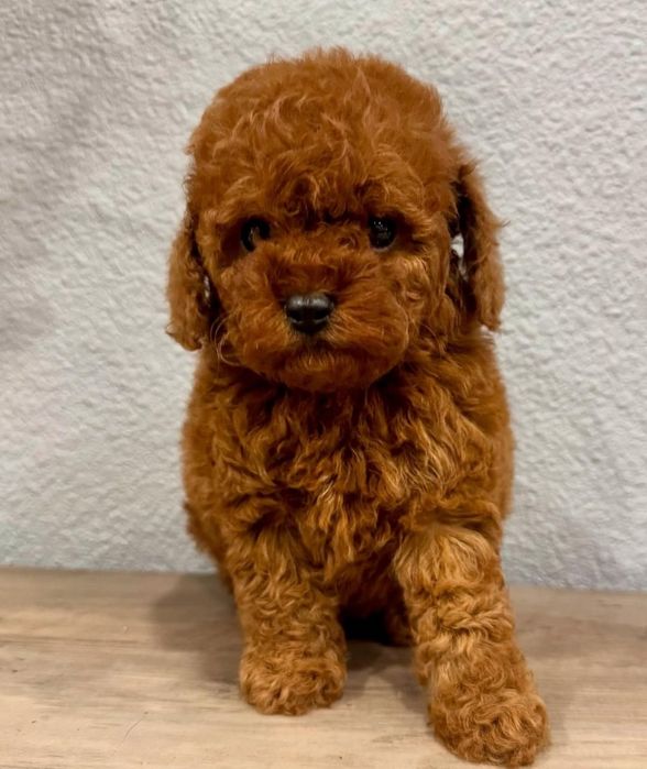 Той пудель Ред браун, хлопчик