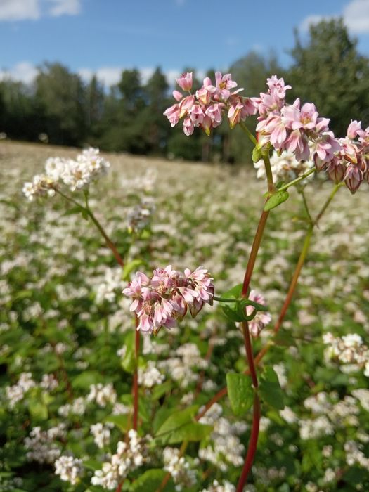 Gryka czyszczona Panda wysyłka