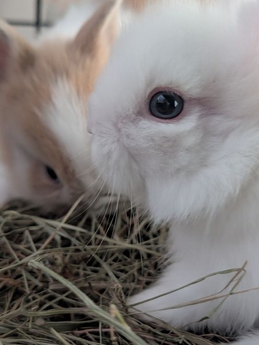 Króliczki miniaturki w dobre ręce