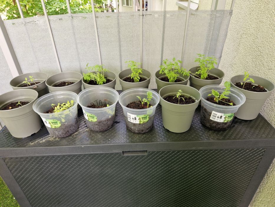 Doniczki na warzywa + gratisy