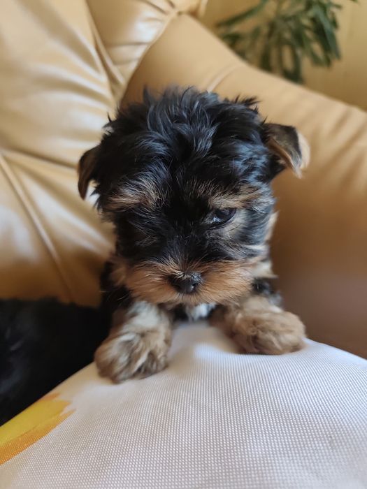 York shire terrier pieski