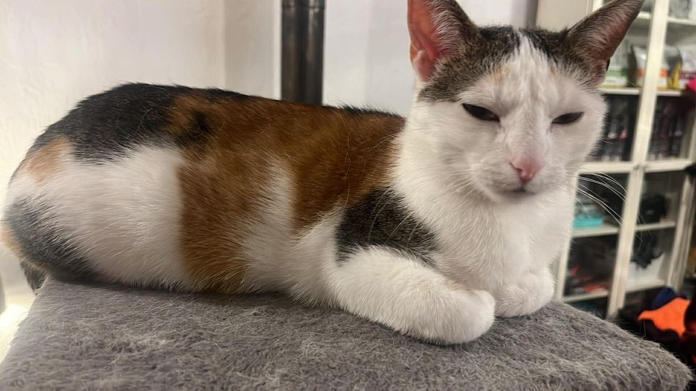 Koteczka do adopcji