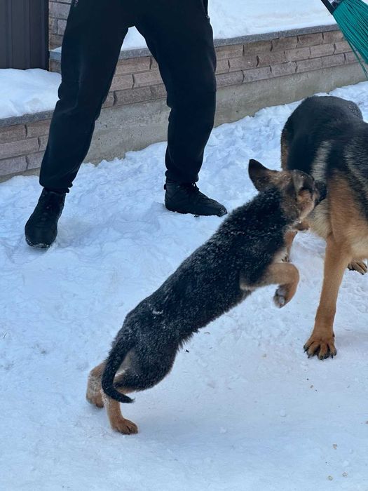 Продам  Цуценят Німецької Вівчарки