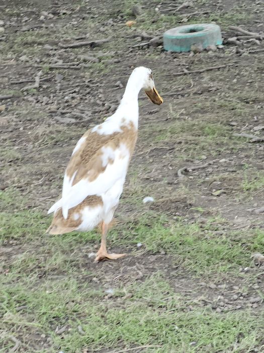 Kaczki biegusy samice i samce