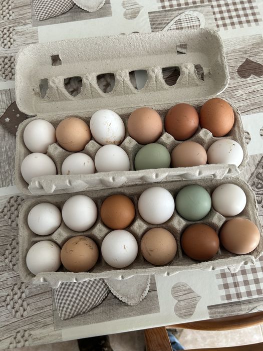 Ovos de galinhas do campo.