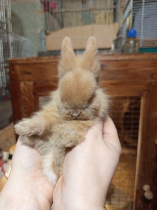 Милый маленький крольчонок