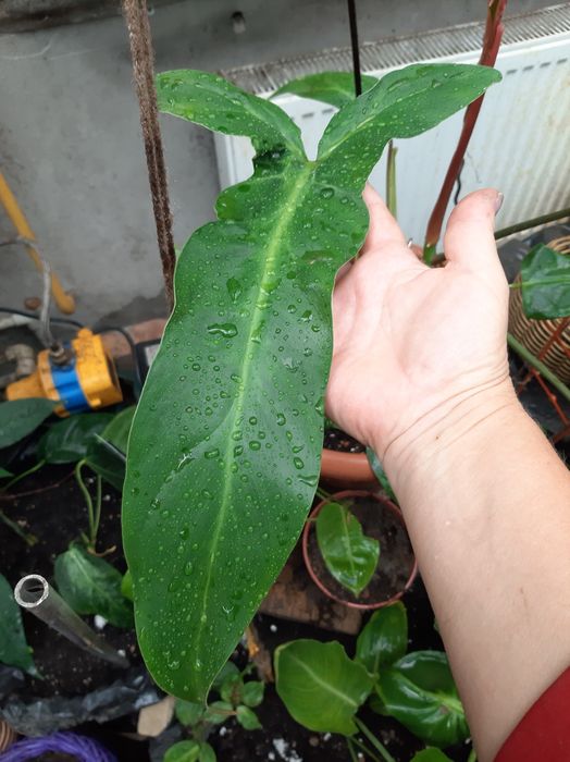 Комнатные адаптированные цветули