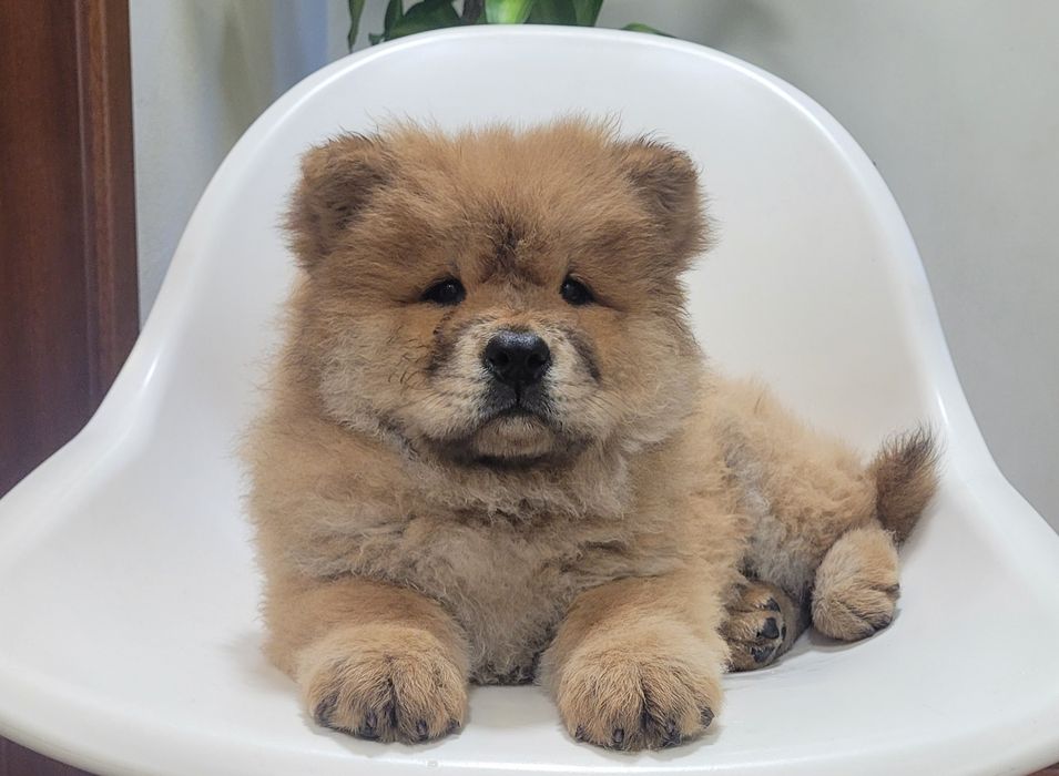 Chow chow fêmea laranja
