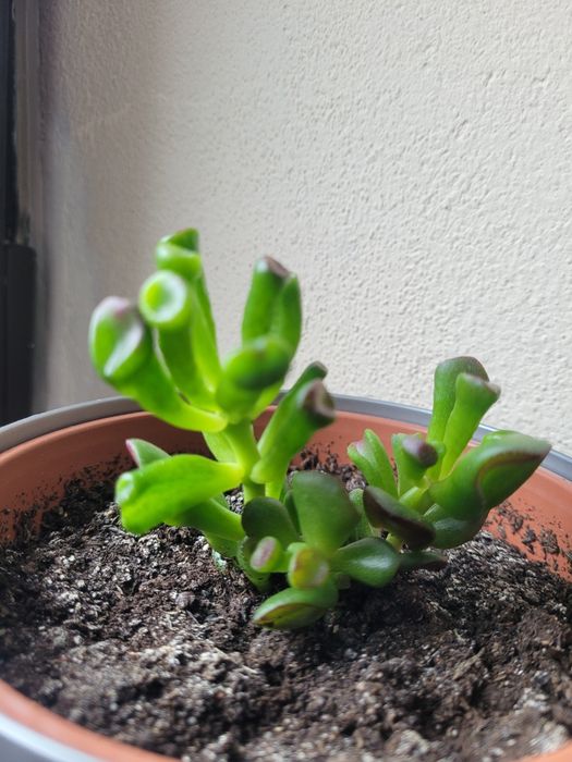 Crassula,Grubosz,drzewko szczęścia 5 szt!