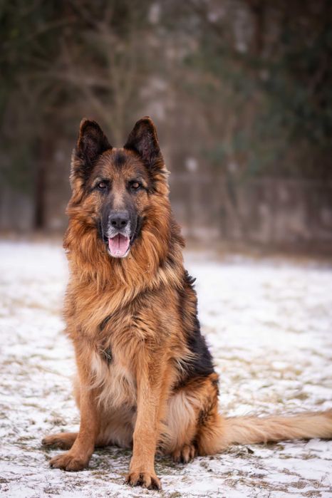 Tenor - kontaktowy pies w typie owczarka niemieckiego do adopcji!