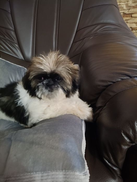 Shih tzu szczeniak suczka
