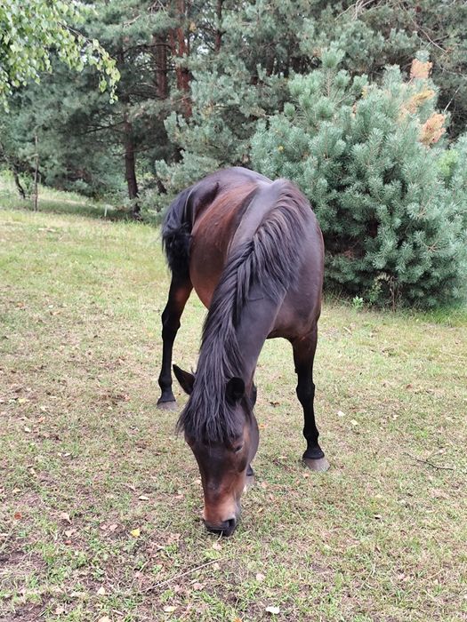 LUCY – spokojna klacz, 7 lat