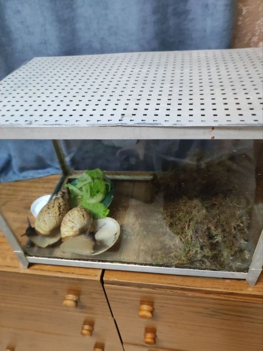 Віддам 2 равлики ахатини ретикулята безкоштовно