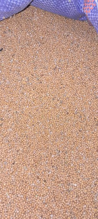 Sprzedam gorczycę białą