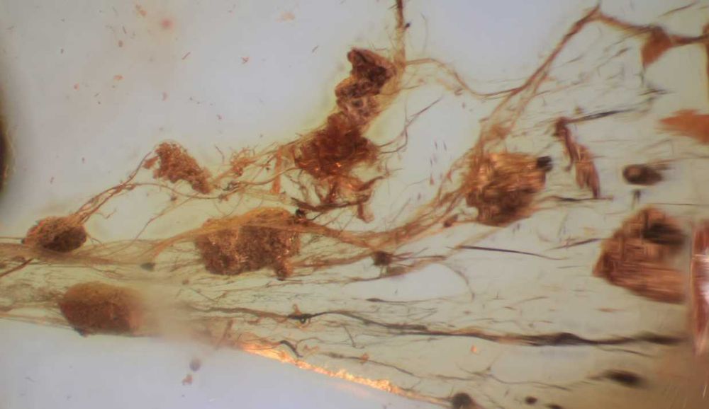 Bursztyn inkluzja Babie lato ? pajęczyna ? 40 mln lat Eocen