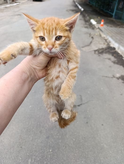 Кошения шукає родину. Кошечку.Вік 2.5 місяців.