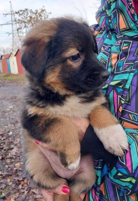 Малеча у пошуках домівки