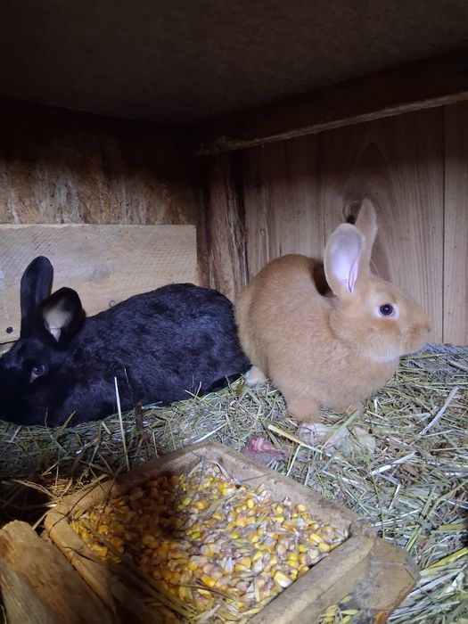 Króliki (samce i samice)