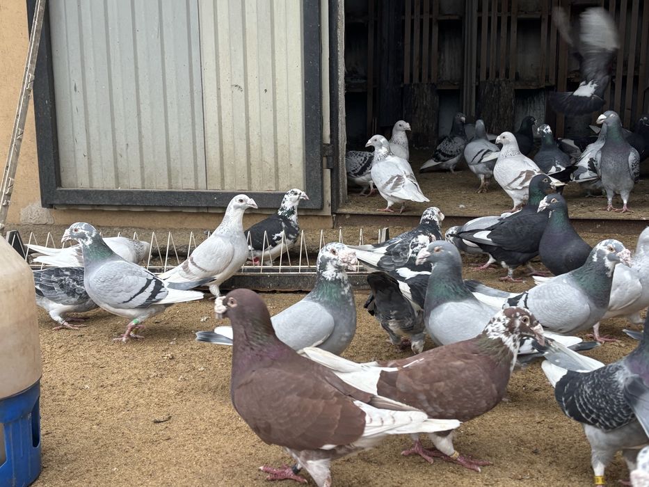 Gołębie Staropolskie