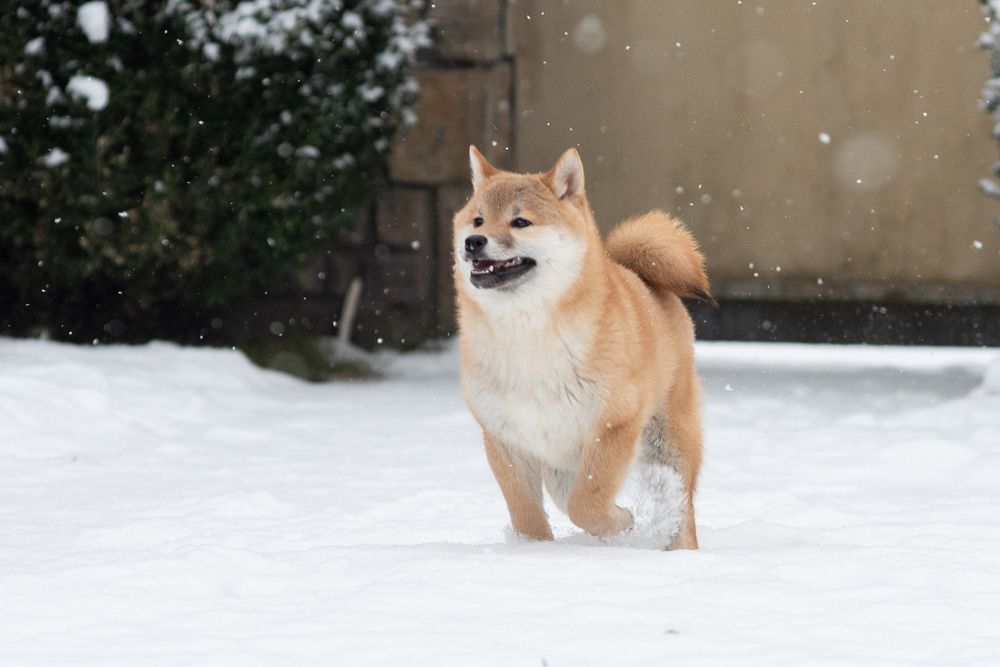 Яскрава дівчинка шиба, сіба, shiba inu